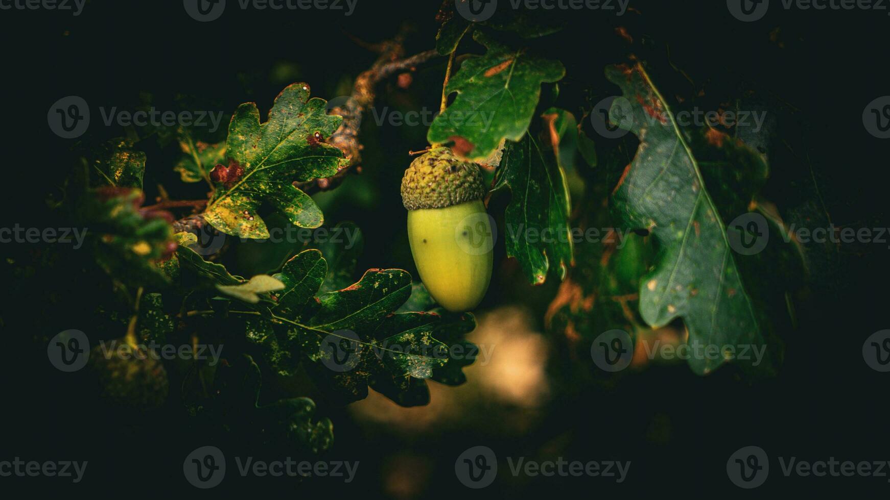 detailliert Makro Schuss von europäisch Eiche Blatt und Eichel foto