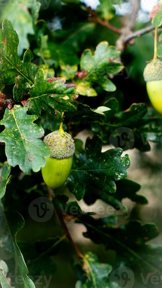 detailliert Makro Schuss von europäisch Eiche Blatt und Eichel foto