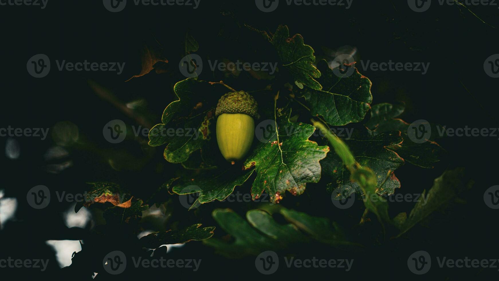 detailliert Makro Schuss von europäisch Eiche Blatt und Eichel foto