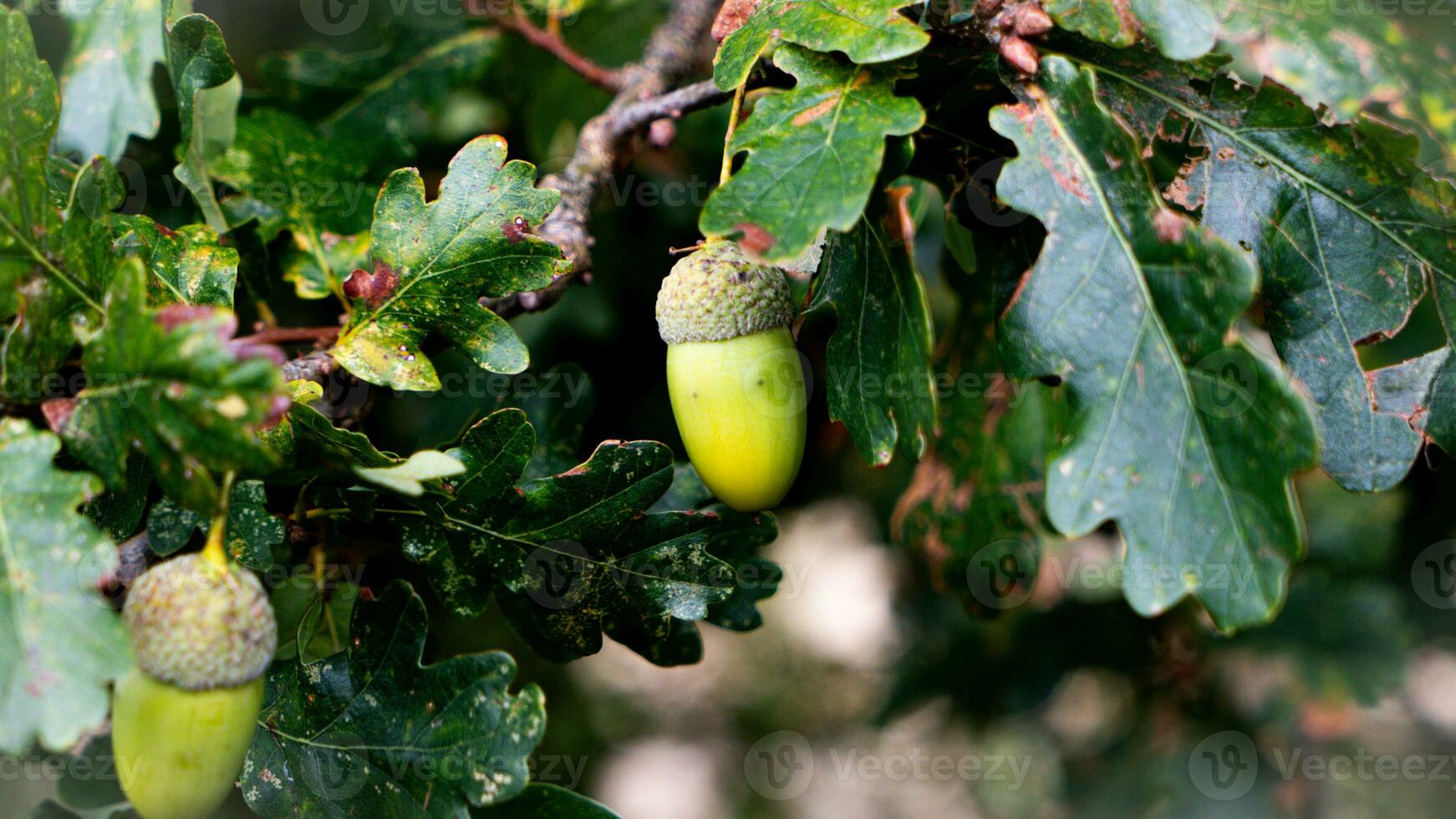 detailliert Makro Schuss von europäisch Eiche Blatt und Eichel foto