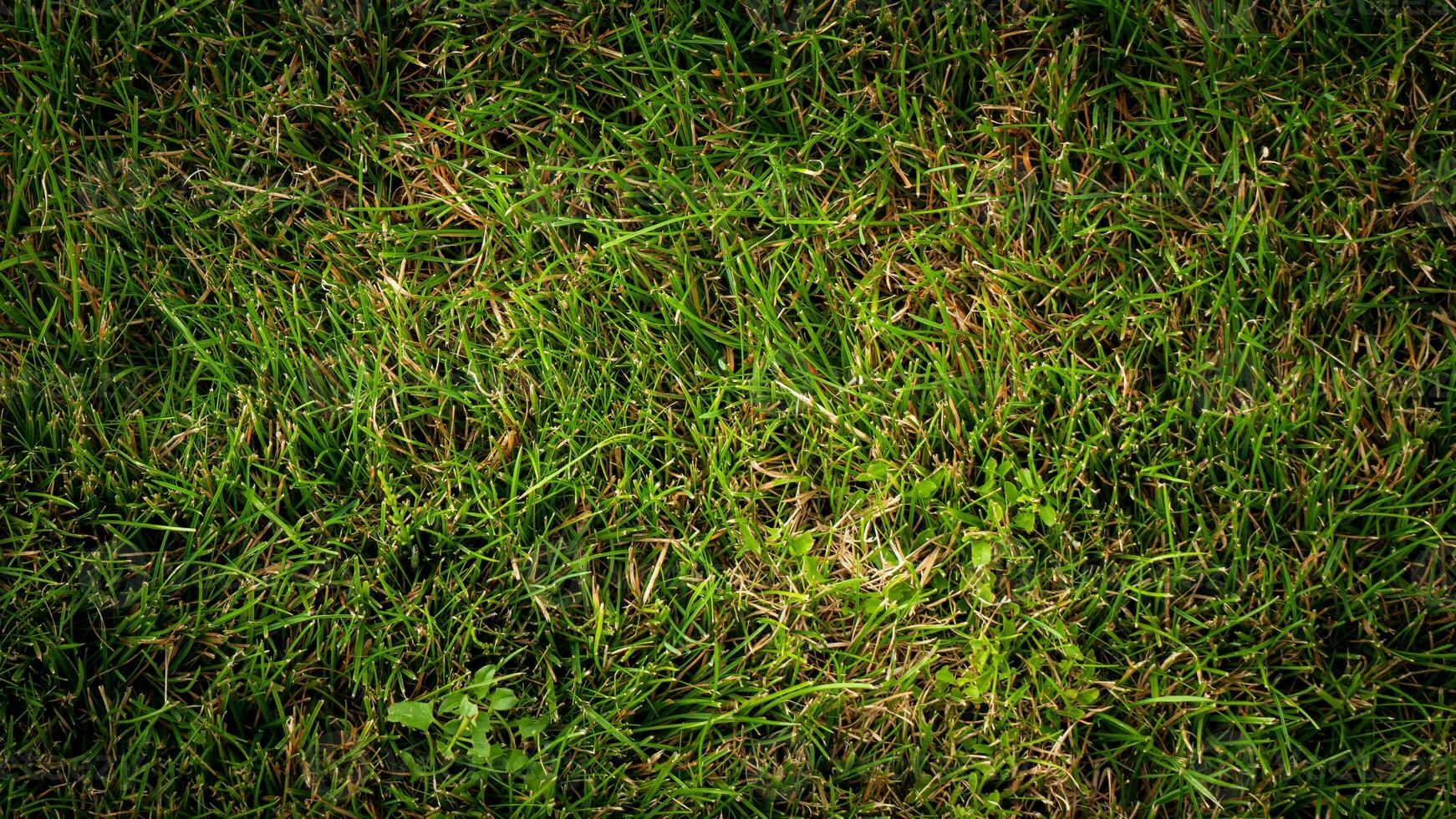 Textur Hintergrund von Grün Gras foto