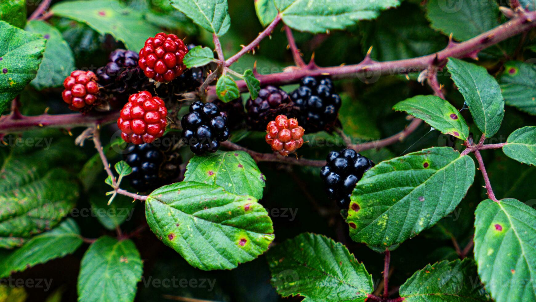 reif Brombeeren auf ein Brombeere Busch foto