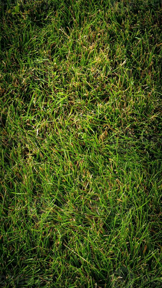 Textur Hintergrund von Grün Gras foto