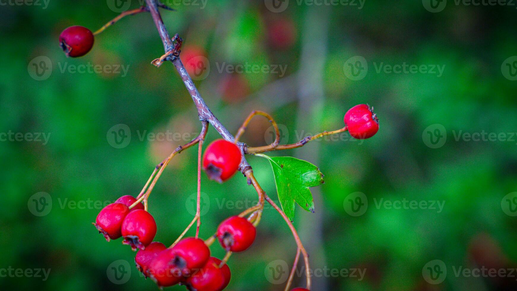 Makro Nahansicht von reif Weißdorn Beeren im Herbst foto