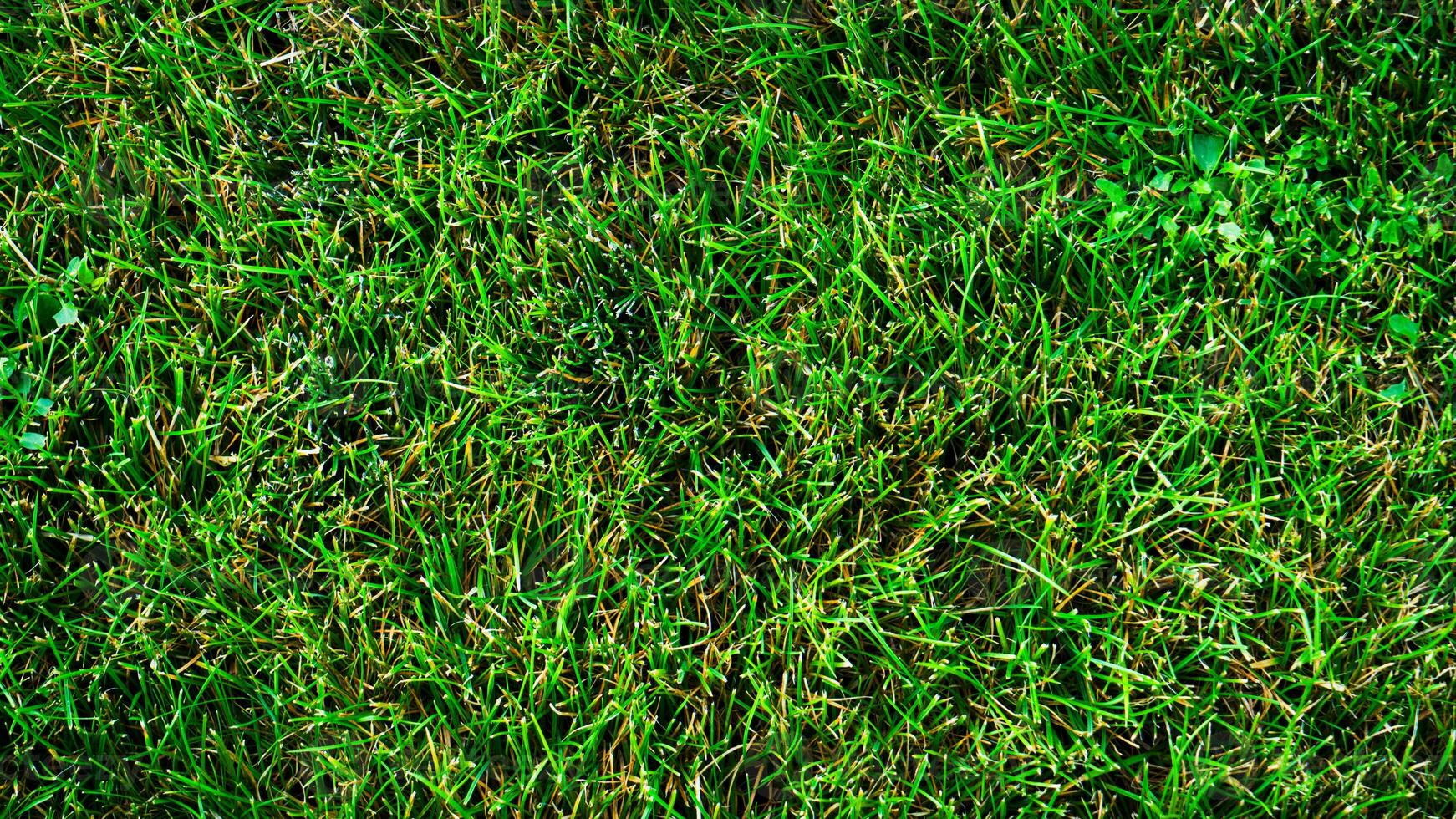 Textur Hintergrund von Grün Gras foto
