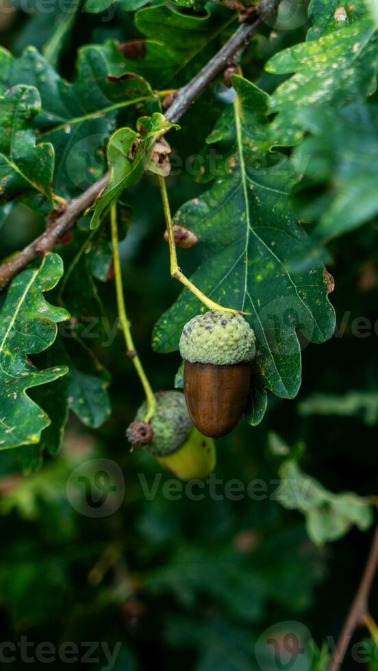 detailliert Makro Schuss von europäisch Eiche Blatt und Eichel foto