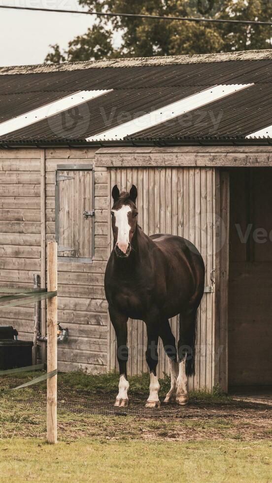 Kastanie Schönheit Nahansicht von ein atemberaubend Pferd foto