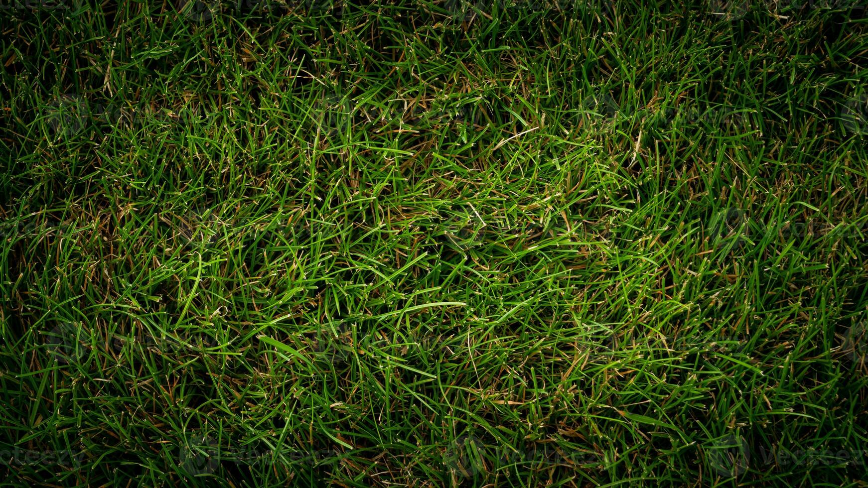 Textur Hintergrund von Grün Gras foto