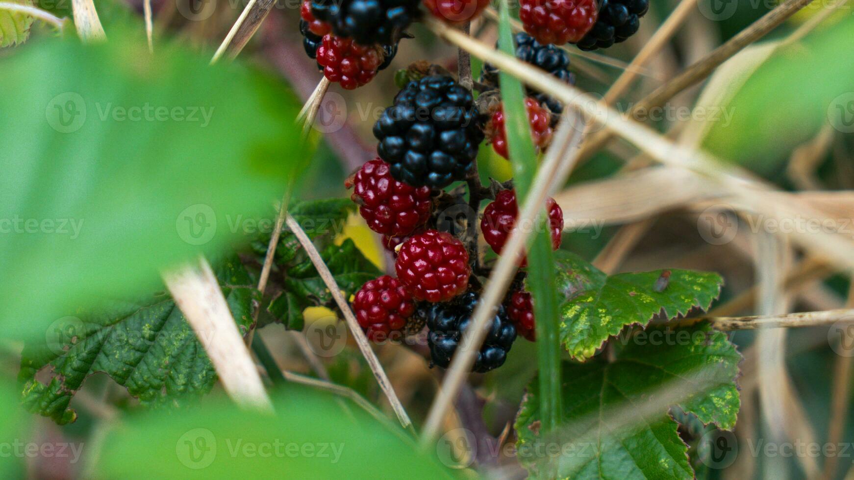 reif Brombeeren auf ein Brombeere Busch foto