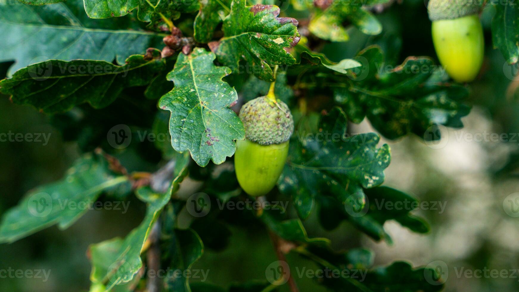 detailliert Makro Schuss von europäisch Eiche Blatt und Eichel foto