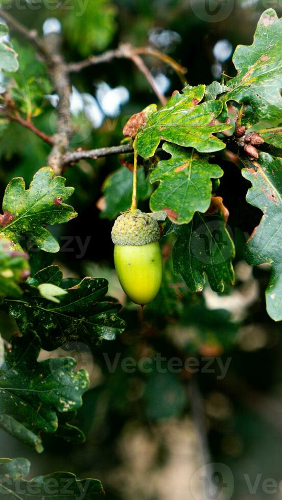 detailliert Makro Schuss von europäisch Eiche Blatt und Eichel foto