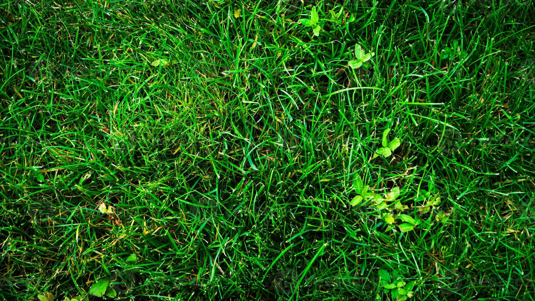 Textur Hintergrund von Grün Gras foto