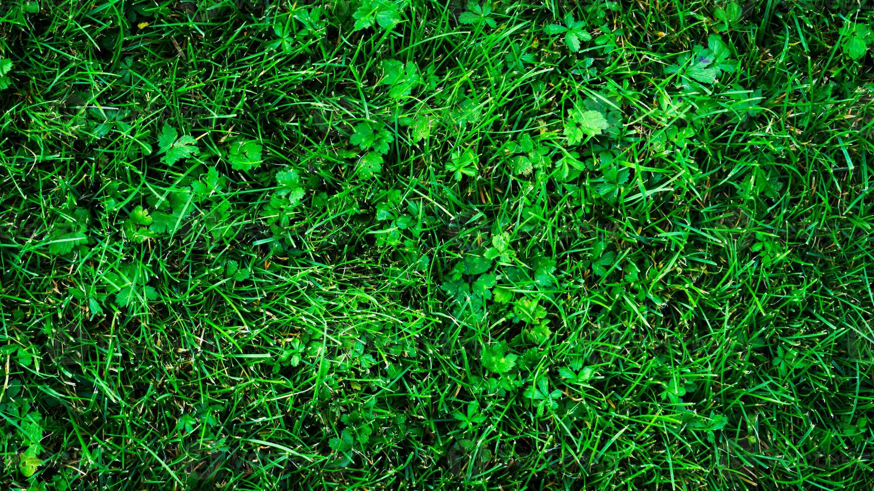 Textur Hintergrund von Grün Gras foto