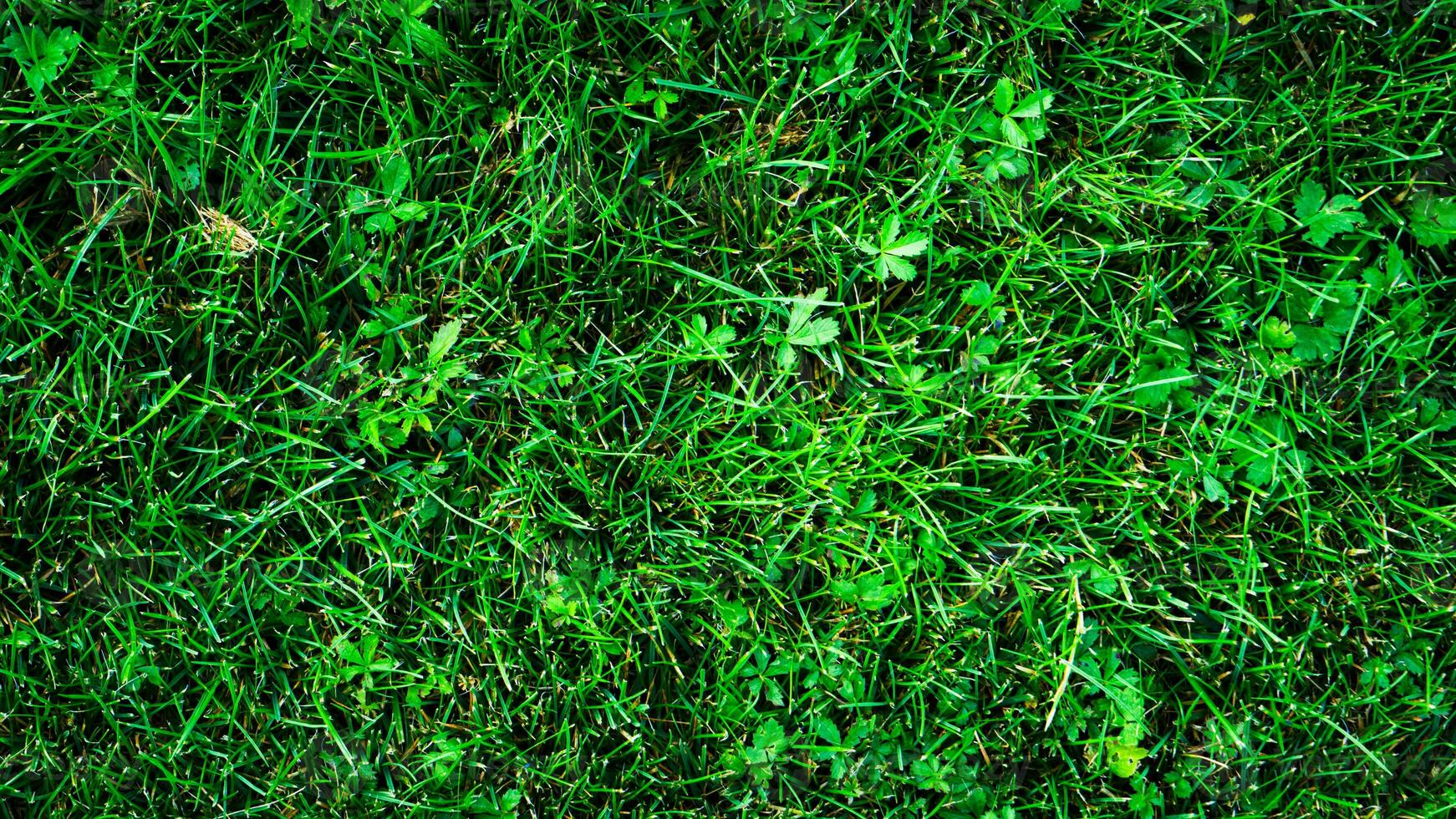 Textur Hintergrund von Grün Gras foto