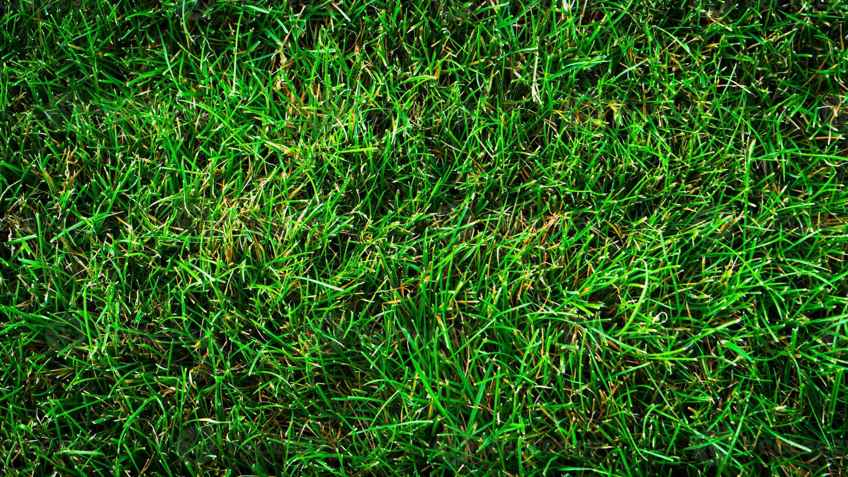 Textur Hintergrund von Grün Gras foto