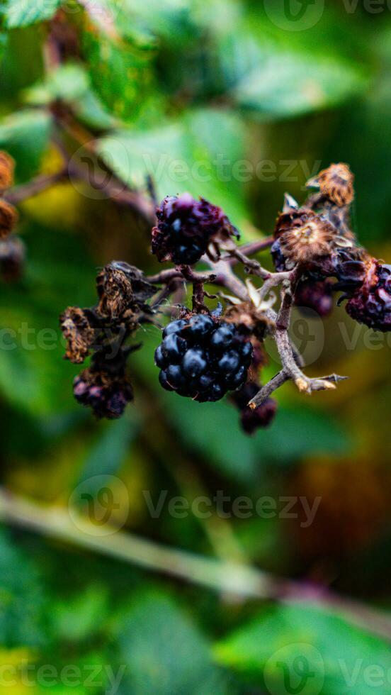 reif Brombeeren auf ein Brombeere Busch foto