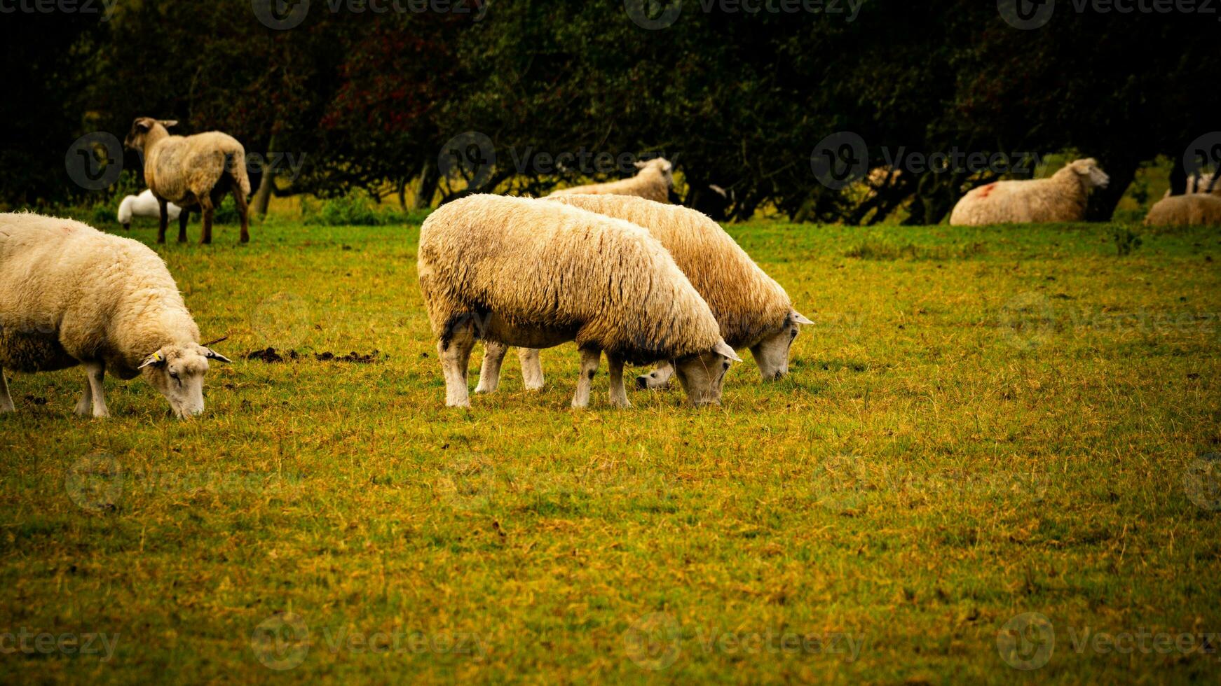 Herde von wollig Schaf auf ein Landschaft Bauernhof foto