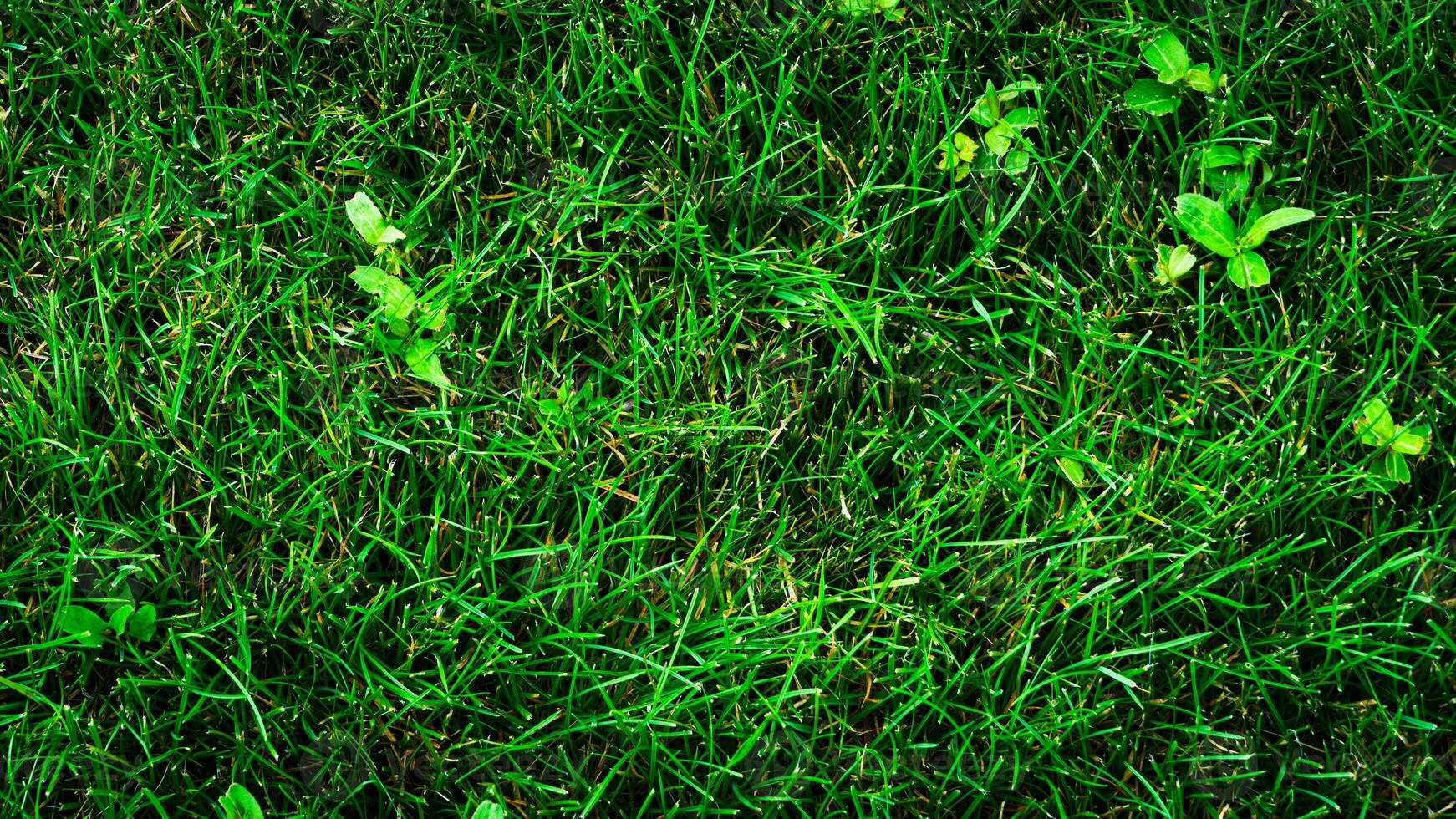 Textur Hintergrund von Grün Gras foto