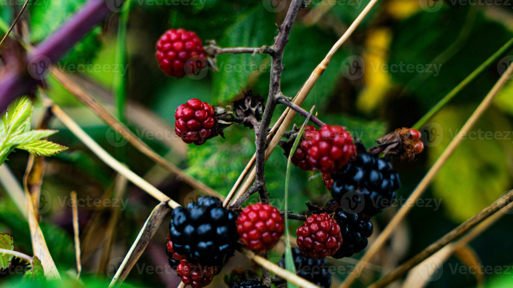 reif Brombeeren auf ein Brombeere Busch foto