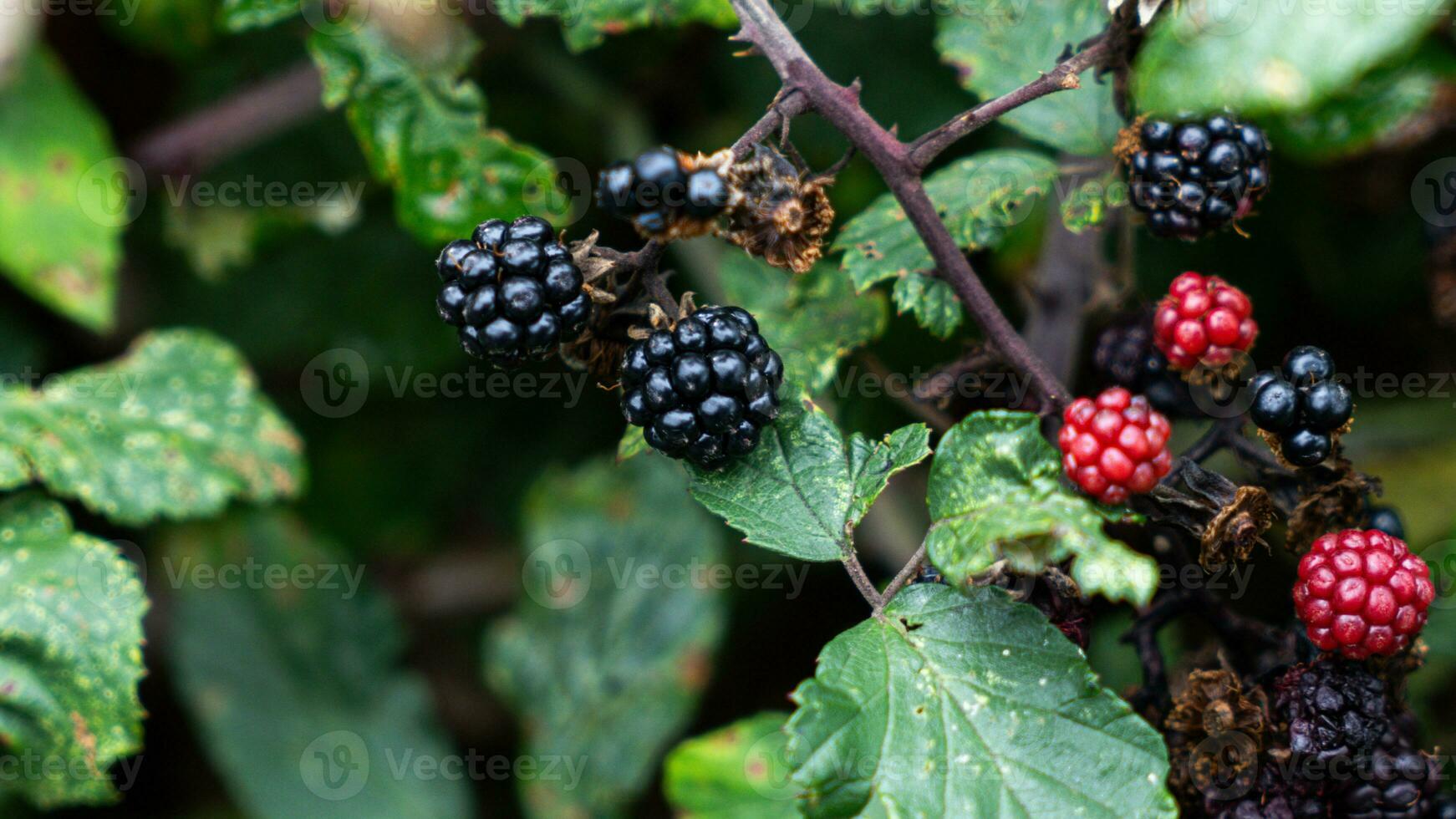 reif Brombeeren auf ein Brombeere Busch foto