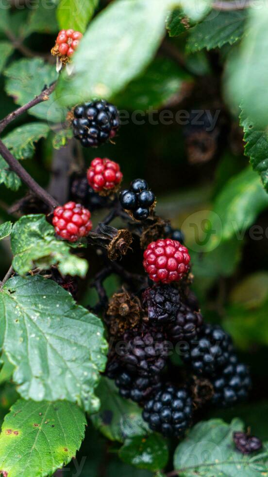 reif Brombeeren auf ein Brombeere Busch foto