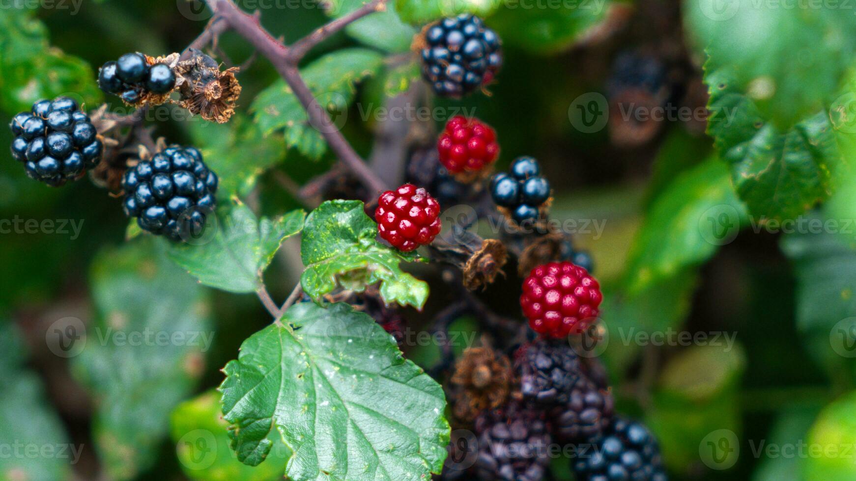 reif Brombeeren auf ein Brombeere Busch foto