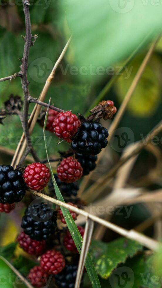 reif Brombeeren auf ein Brombeere Busch foto