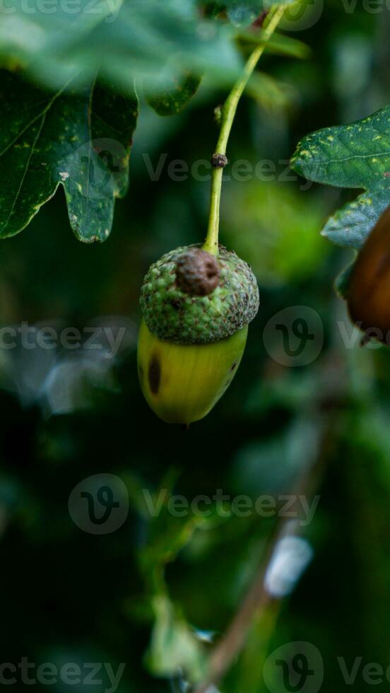 detailliert Makro Schuss von europäisch Eiche Blatt und Eichel foto