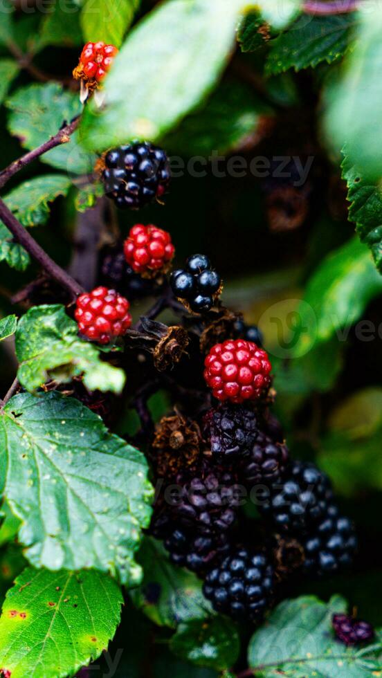 reif Brombeeren auf ein Brombeere Busch foto