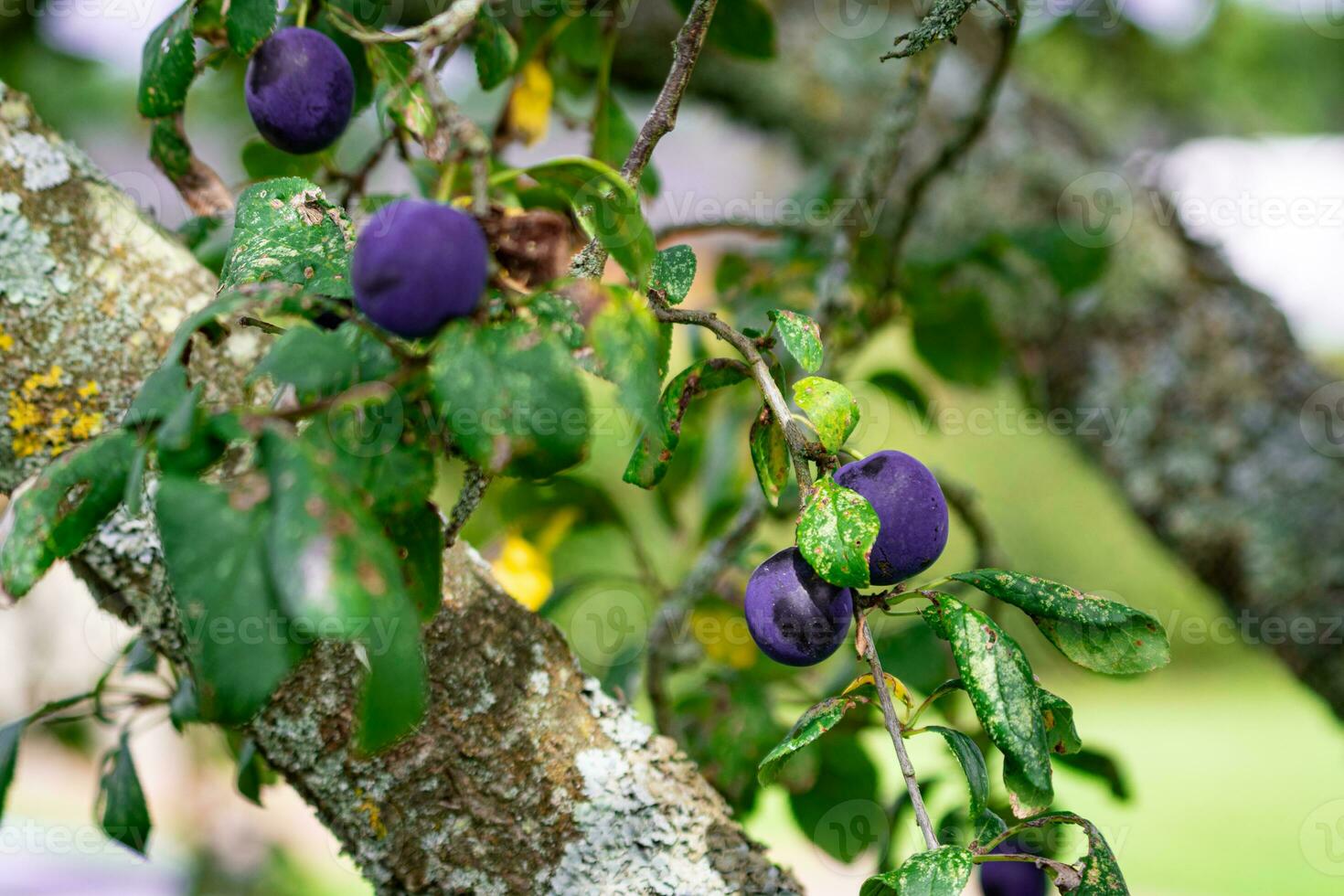 lila Blau Pflaumen auf Baum Ast foto