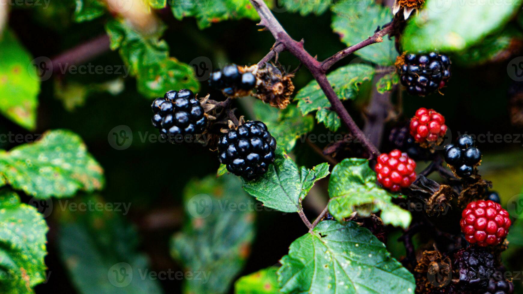 reif Brombeeren auf ein Brombeere Busch foto