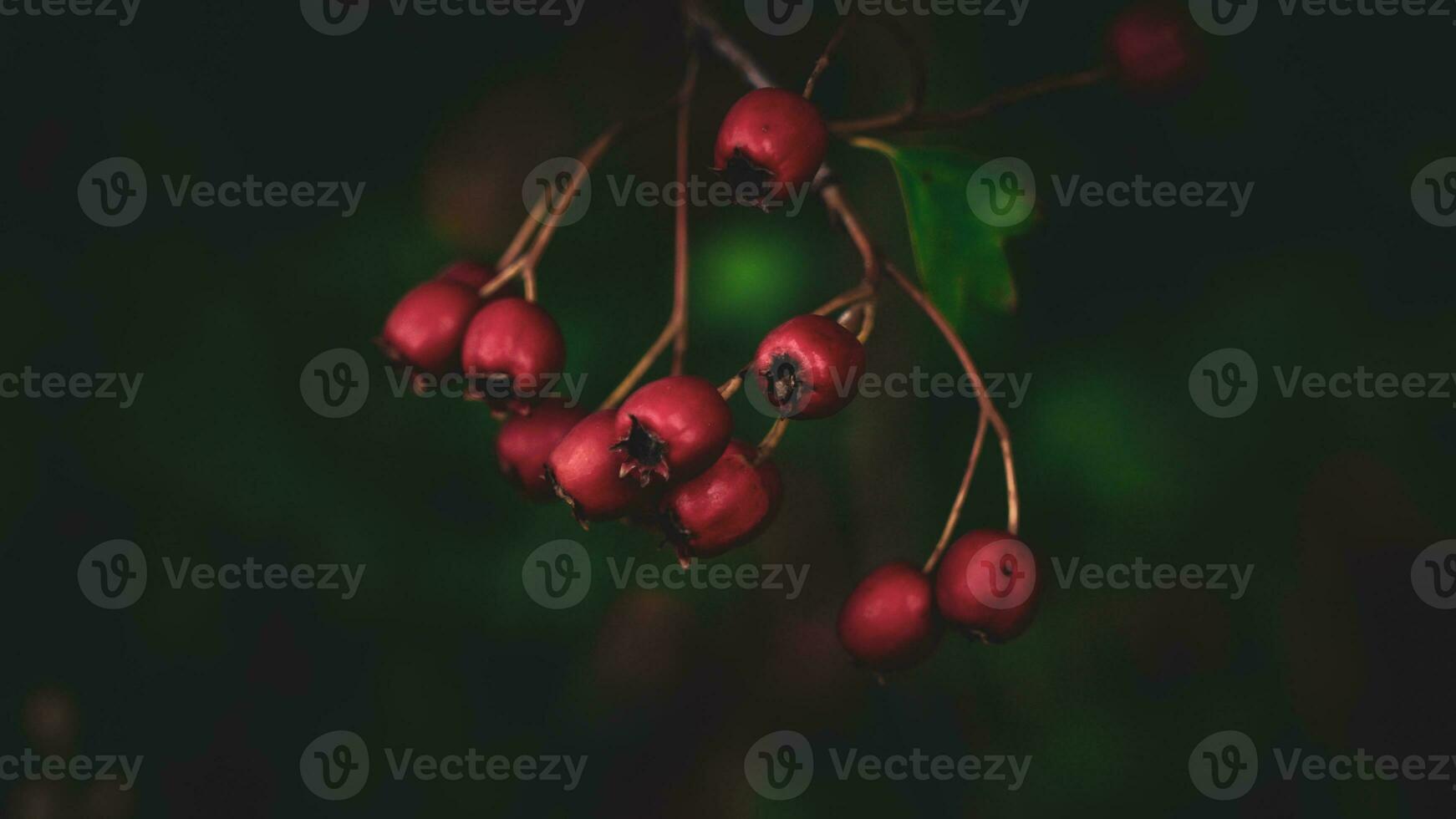 Makro Nahansicht von reif Weißdorn Beeren im Herbst foto