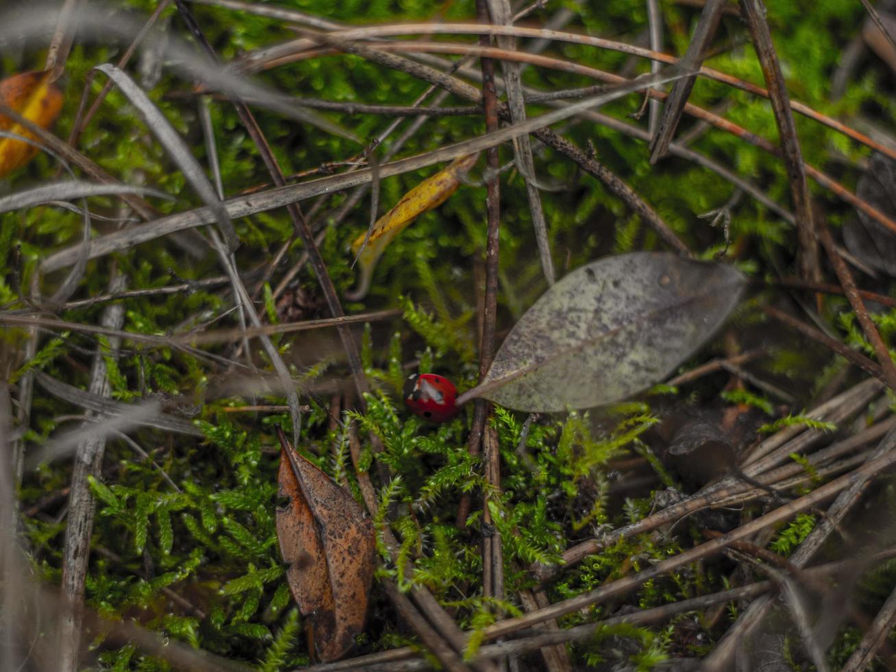 Marienkäfer im Herbstlaub auf grünem Gras im Wald foto