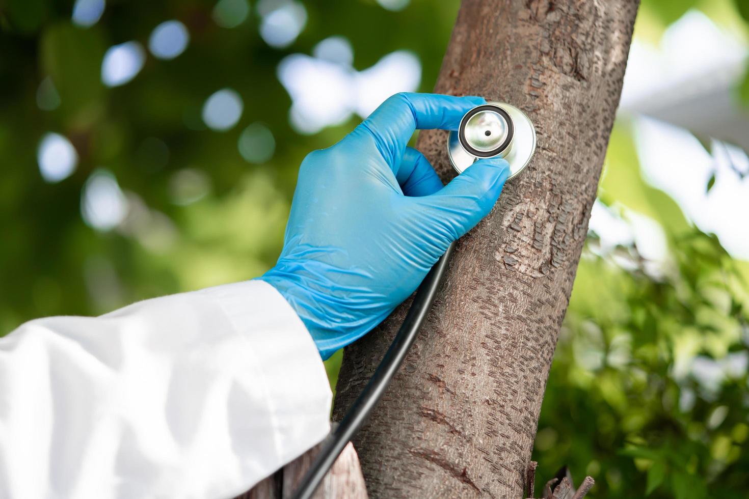 Gesundheit hörende Baumnatur mit Stethoskop überprüfen, foto