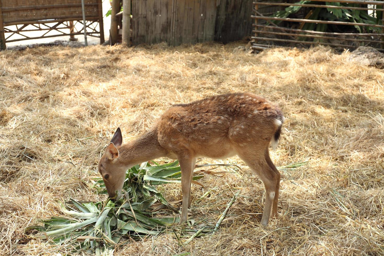 Gefleckter Hirsch, der grüne Blätter im Zoo isst foto