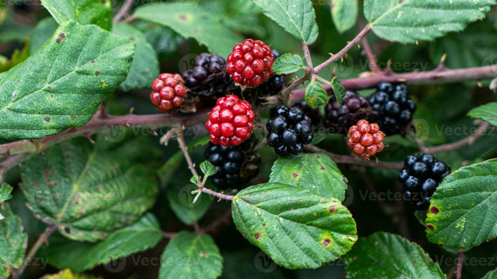 reif Brombeeren auf ein Brombeere Busch foto