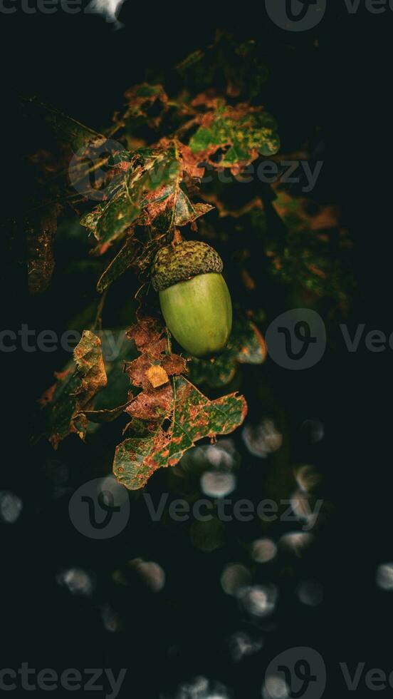 detailliert Makro Schuss von europäisch Eiche Blatt und Eichel foto