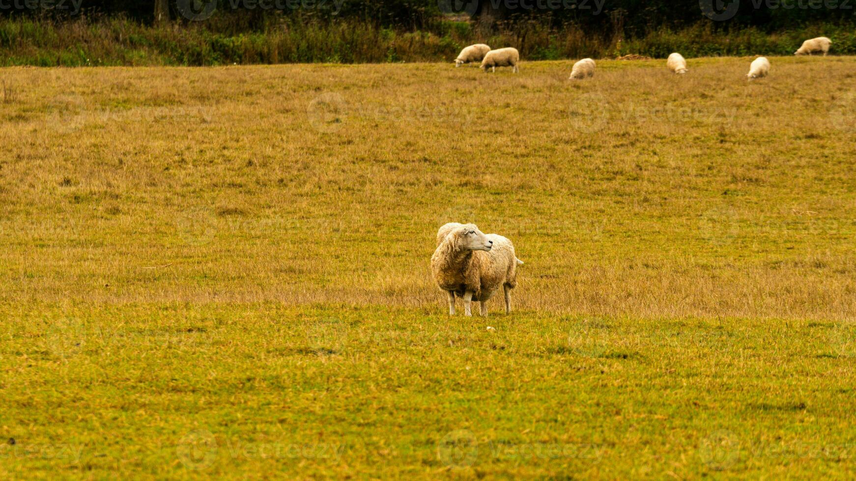 Herde von wollig Schaf auf ein Landschaft Bauernhof foto