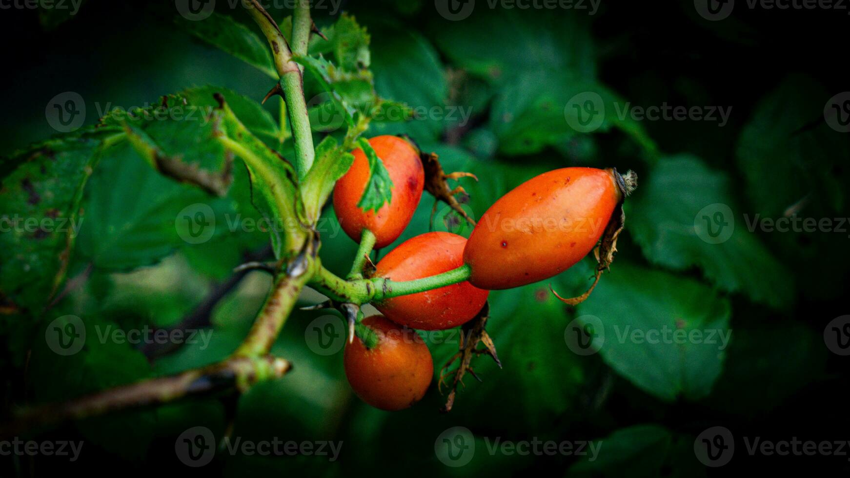 Makro Schuss von reif Rose Hüften im Natur foto