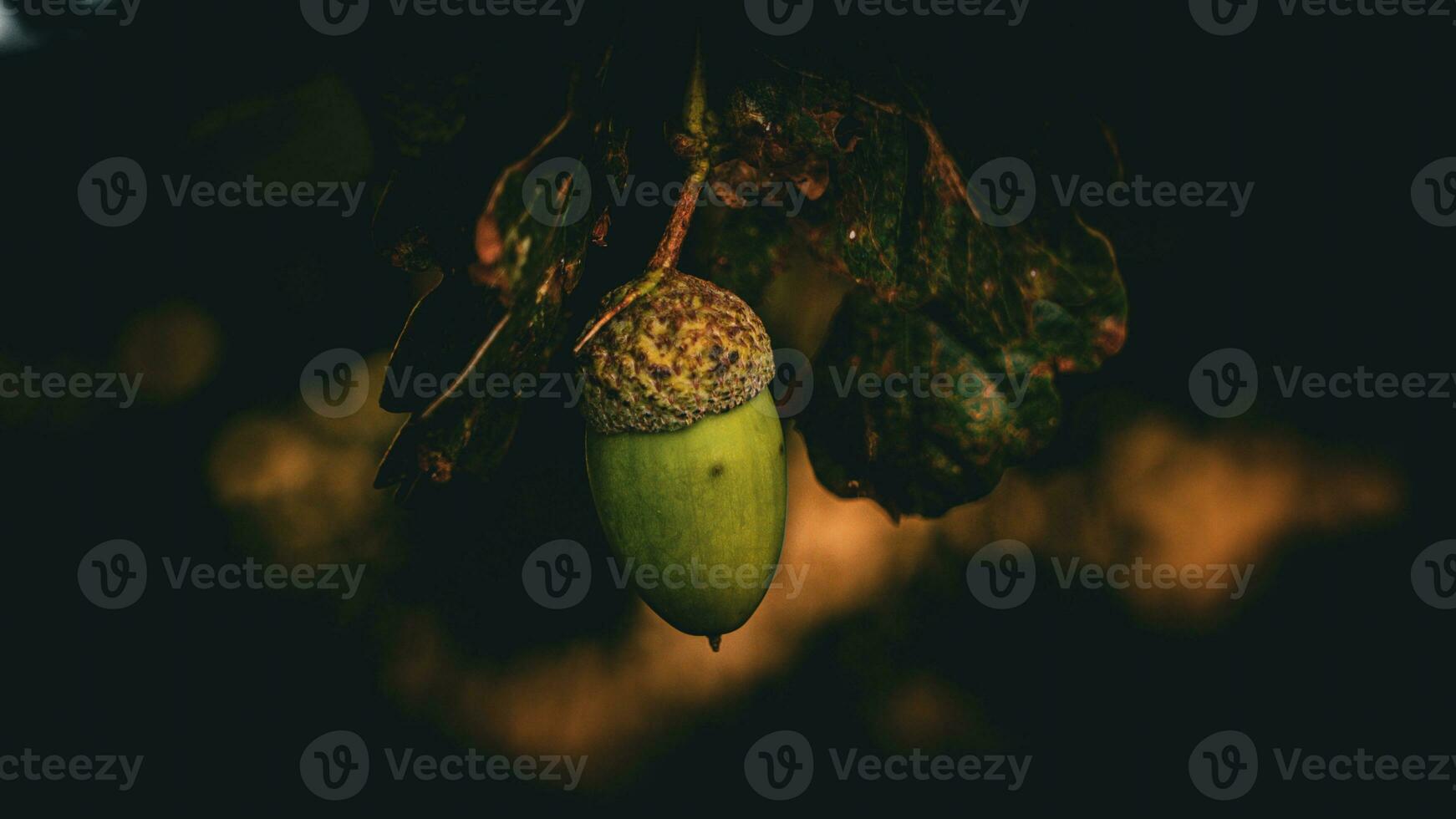 detailliert Makro Schuss von europäisch Eiche Blatt und Eichel foto