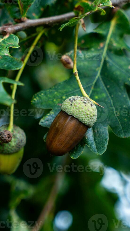 detailliert Makro Schuss von europäisch Eiche Blatt und Eichel foto