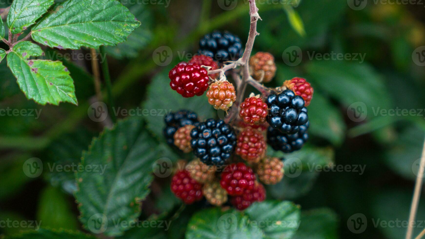 reif Brombeeren auf ein Brombeere Busch foto