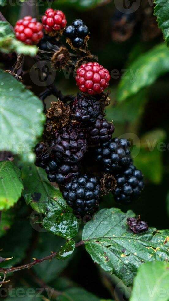 reif Brombeeren auf ein Brombeere Busch foto