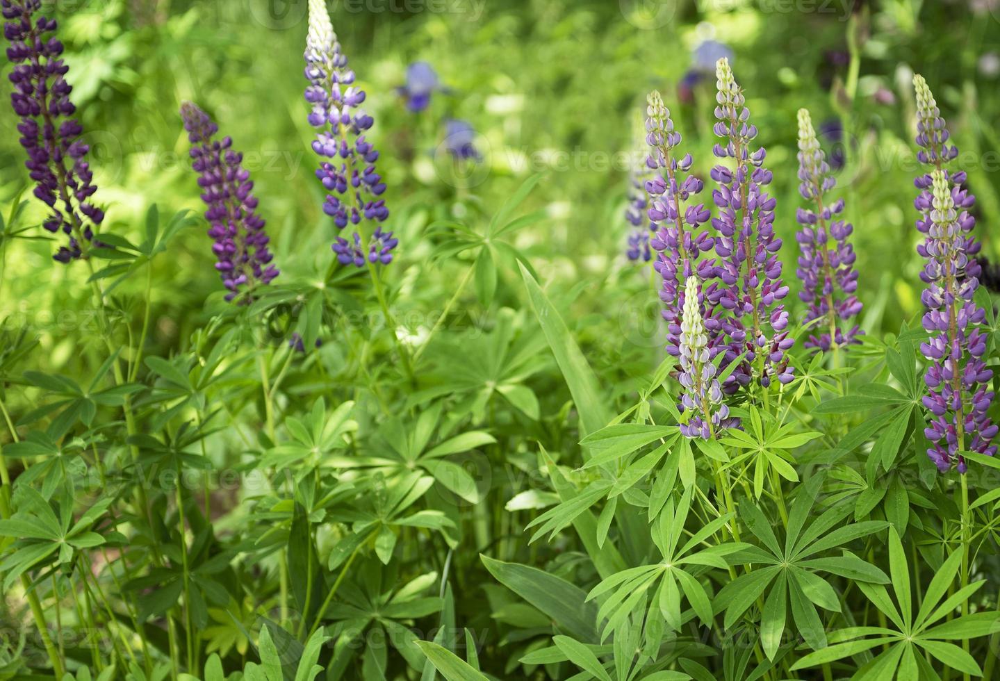 violette und violette Lupinenblüten foto