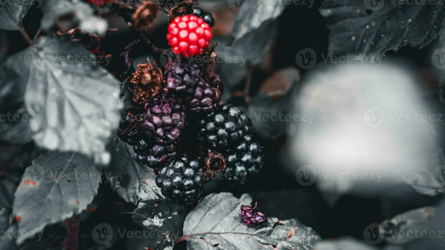 reif Brombeeren auf ein Brombeere Busch foto