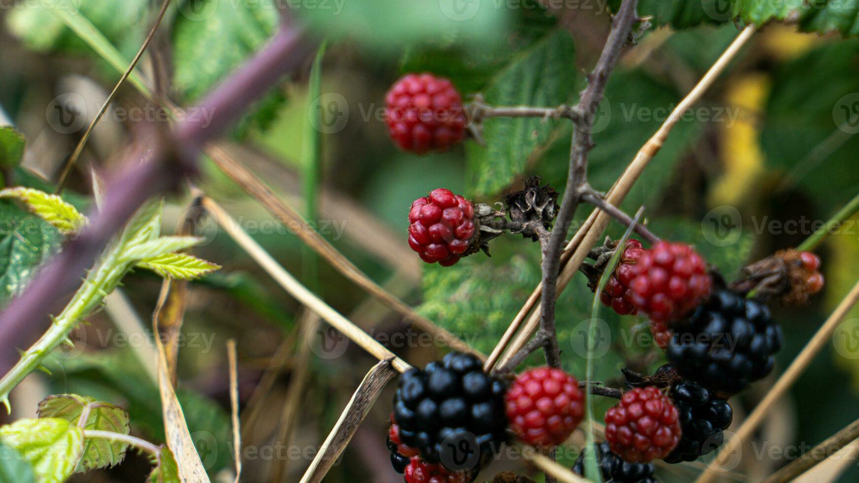 reif Brombeeren auf ein Brombeere Busch foto