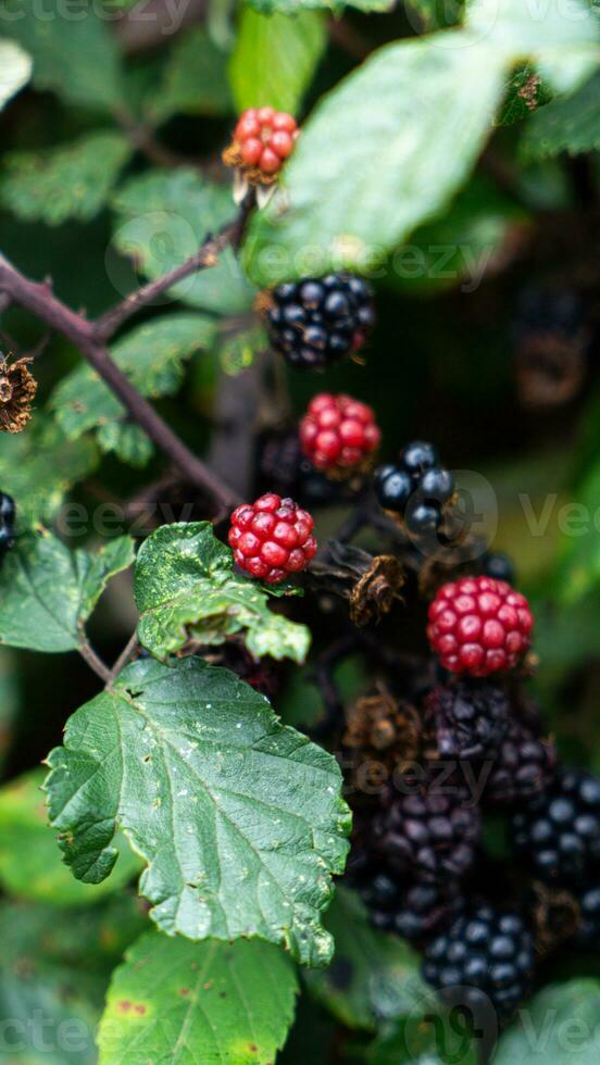 reif Brombeeren auf ein Brombeere Busch foto