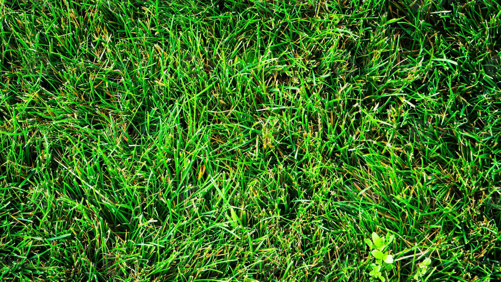 Textur Hintergrund von Grün Gras foto