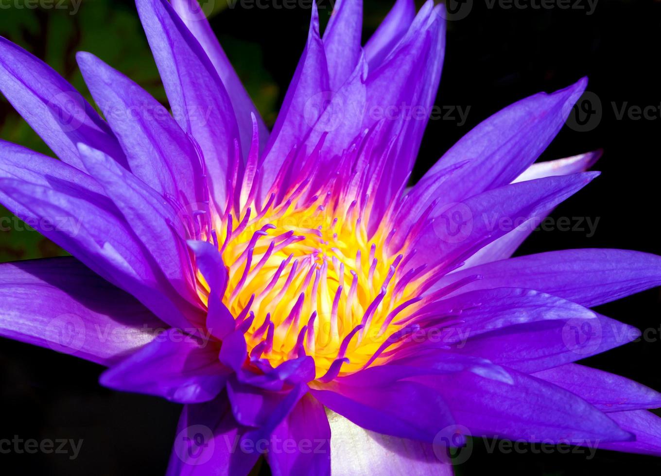 blaues Blütenblatt und gelber Pollen der Seerose foto