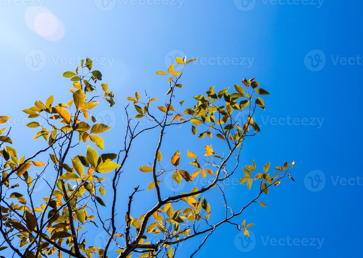 helle Blätter auf blauem Himmel und Sonnenlichthintergrund foto